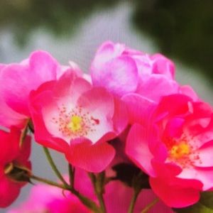 Meet your Posher, Briana